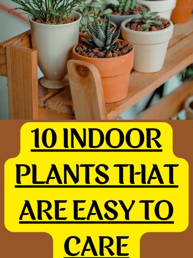 10 indoor plants that are easy to care